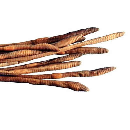 Earthworm Specimens for Dissection, Worm Dissection for Biology Classroom, Large 8-10 Inches, Vacuum Packed, 10 Pack, Preserved Earthworm Dissection Specimen, Made by Anatomy Lab | Worm Dissection for Biology Classroom, Large 8-10 Inches, Vacuum Packed...