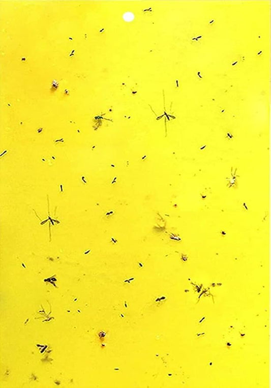 HGSLWFT 5 Count Sticky White Fly Trap (Pack of 5)