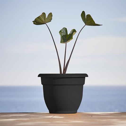 Bloem Ariana 10" Plastic Self-Watering Planter, Black, 2-Pack | Self-watering disk at the bottom of each pot that acts as a water wick and reservoir for optimal plant health