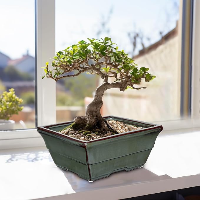 Set of 2 Large Green Glazed Ceramic Bonsai Pots, 10" Rectangular Bonsai Planters Pots with Drainage Hole for Indoor/Outdoor Plants, Bonzie Tree Pot for Succulents, Cacti, Orchids, Herbs, Spider Plants