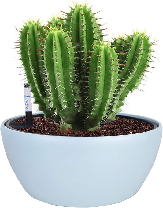 Vencer 11 Inch Plastic Round Self Watering Planter,Water Indicator,Modern Decorative Planter Pot for All House Plants Flowers, Herbs, Vegetables, Tropical,Ice Blue,VF-048B