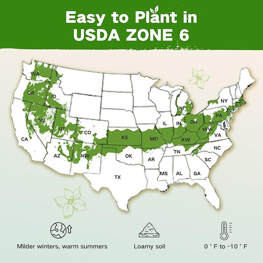 Lush&Dew Zone 6 Heirloom Survival Seed Kit, 32 Types 30,000+ Non-GMO Seeds | Gardening Gifts for Women Men, Seeds for Planting Vegetables Herb in Raised Garden Bed Greenhouse, Indoor Outdoor Home Garden