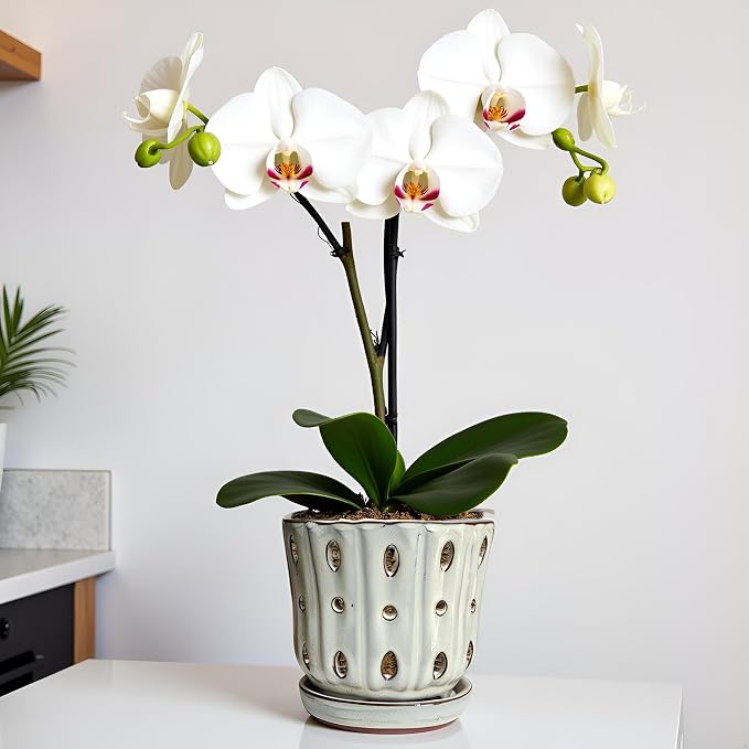 Orchid Pots 4.9 inch Ceramic Orchid Pots with Holes Set of 2 (mossgreen+White)