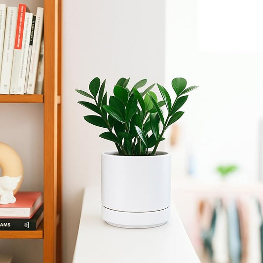 D'vine Dev 4.7 Inch Ceramic Planter Pot, White, 94-O-B-1 | Modern Cylinder Design, Drainage Hole & Saucer Included, Stable Structure, Elegant Home Accent