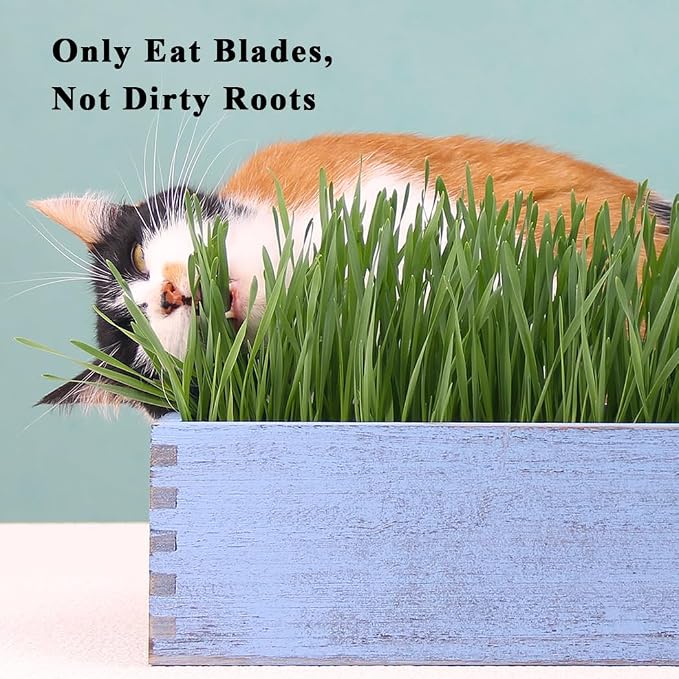 Wooden Cat Grass Planter (no Seeds Included) for Indoor Cats | Anti-Digging Design, Removable Plastic Liner, Easy to Clean, Mess Free, Wheat Grass Growing Pot for Cats Rabbits Pets