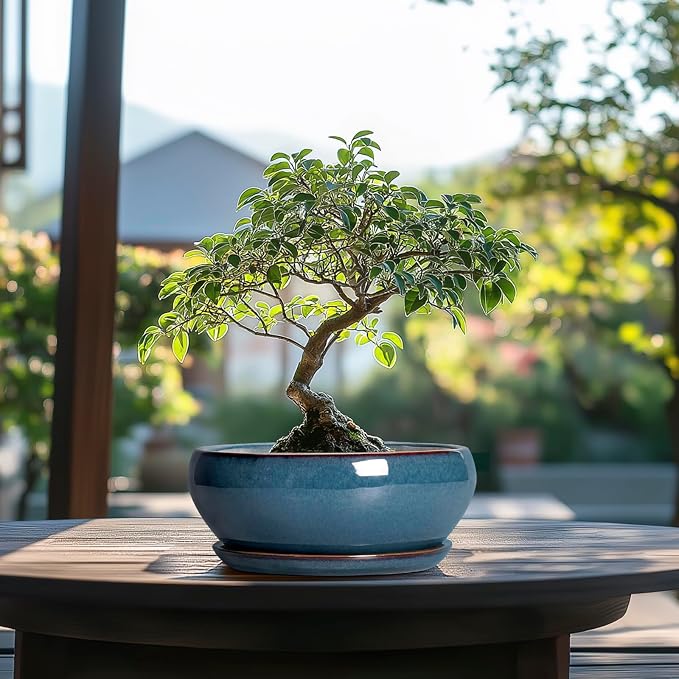 SQOWL Bonsai Pots - 8 Inch Ceramic Succulent Pots with Drainage Hole and Saucer, Round Shallow Planter for Indoor Outdoor Plants Flowers, Ceramic Planter Bowl, Room Decor, Gardening Gifts, Blue