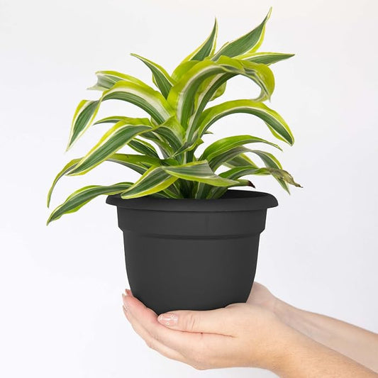 Bloem Ariana 6" Plastic Self-Watering Planter, Black, 4-Pack | Self-watering disk at the bottom of each pot that acts as a water wick and reservoir for optimal plant health