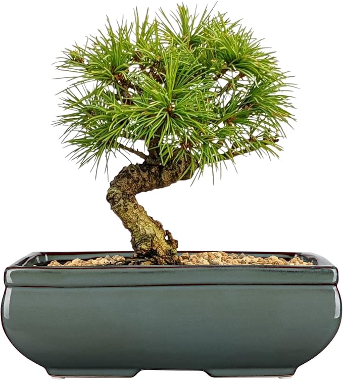 Set of 2 Green Glazed Ceramic Bonsai Pots, 9.8" & 7.4" Shallow Bonsai Pots Planters with Drainage for Indoor/Outdoor Plants, Rectangular Bonzie Tree Pot for Succulents, Cacti, Orchids, Herbs, Flowers