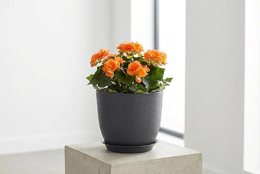 8 Inch Plant Pots Set of 4, Plastic Planters with Drainage Holes and Tray, Flower Pots for Indoor Outdoor Plants and Flowers (Black)