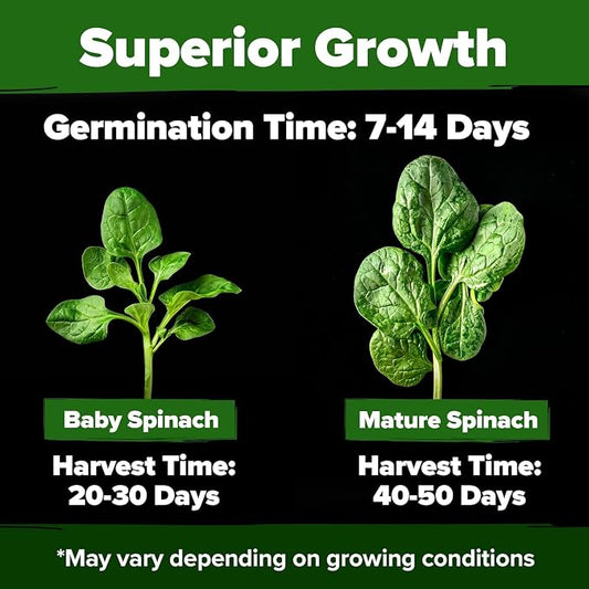 HOME GROWN Bloomsdale Spinach Seeds 353+ Non GMO Heirloom Seeds for Planting, High Germination, Cold Tolerant, Dark Green Crinkled Leaves, Fast Growing, Hydroponic & Garden (Spinacia oleracea)