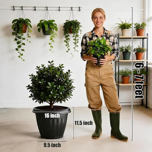 RooTrimmer 5 Pack 16 Inch Large Plant Pots with Drainage Holes,Heavy Duty Lightweight Plastic Planters for Indoor Outdoor Plants,Modern Flower Pots for Trees,Fiddle Leaf Fig,Patio,Garden & Balcony