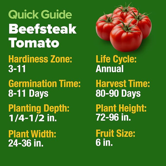 HOME GROWN Beefsteak Tomato Seeds 300+ Heirloom Non-GMO Seeds for Planting, High Germination, Indeterminate, Large Meaty Slicing Tomato, High Yield Summer Vegetable Garden (Solanum lycopersicum)