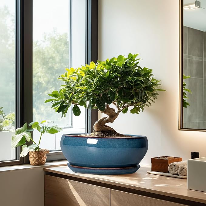 SQOWL Bonsai Tree Pots - 12 Inch Ceramic Succulent Pots, Large Shallow Planter with Drainage Hole and Saucer, Bowl Round Planters for Indoor Outdoor Plants, House Decor, House Warming Gifts, Blue