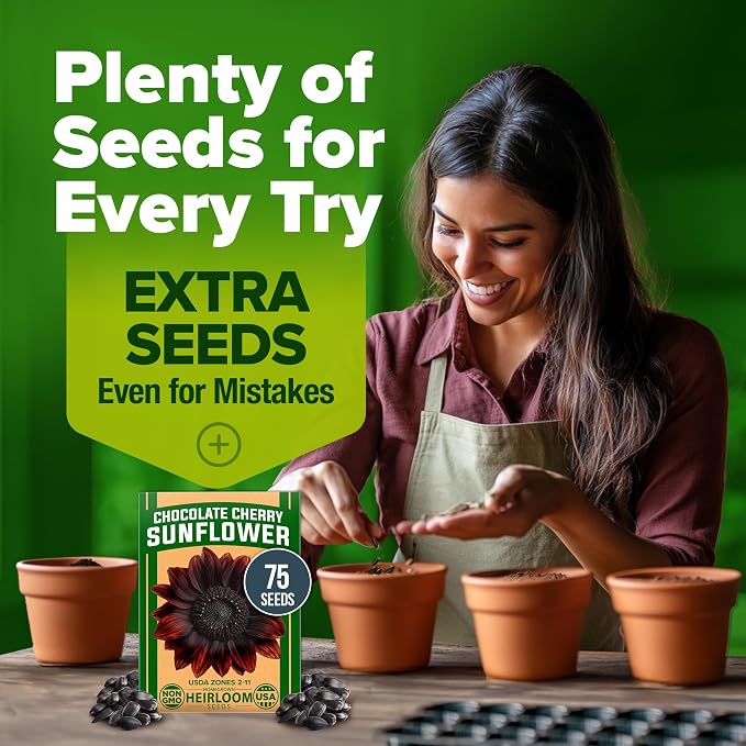 HOME GROWN Chocolate Cherry Sunflower Seeds 75 Heirloom Seeds for Planting Burgundy Sunflowers Tall Flower for Garden, Pollinators, Butterflies (Helianthus annuus)