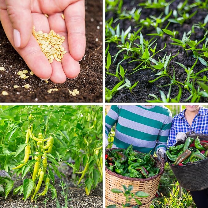 600+ Pepper Seeds, 10 Varieties Hot and Bell Pepper Seeds Garden Kit | Heirloom Vegetable Seed for Planting Indoor Outdoor, Non-GMO Home Fresh Food Hydroponic Veggie Supply