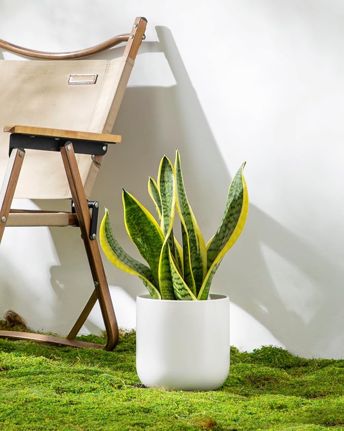 vancasso 6 Inch Ceramic Plant Pots, Planters with Drainage Hole, Flower Pots Planters Pots for Indoor Plants, Modern Indoor Decorative Garden Pot, Home Decor, White