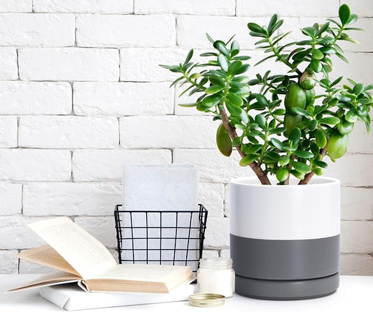 D'vine Dev 6.5 Inch Ceramic Planter Pot, White/Grey, 94-O-C-6 | Modern Cylinder Design, Drainage Hole & Saucer Included, Stable Structure, Elegant Home Accent