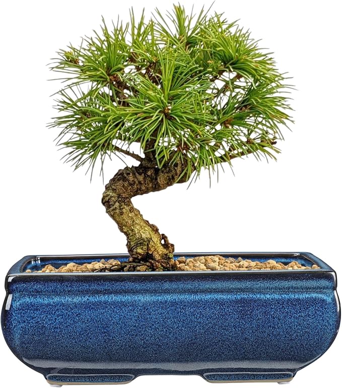 Set of 2 Blue Glazed Ceramic Bonsai Pots, 9.8" & 7.4" Rectangular Bonsai Pots Planters with Drainage for Indoor/Outdoor Plants, Shallow Bonzie Tree Pot for Succulents, Cacti, Orchids, Herbs, Flowers