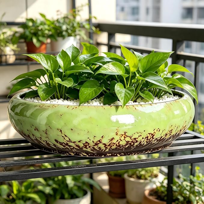 Succulent Pots, 10 Inch, Shallow Planter with Drainage for Succulent Planters, Bonsai Pots & Cactus Pots, Plant Pots, Ceramic Planters for Indoor Plants - Perfect for Home Offie Garden Decor, Green