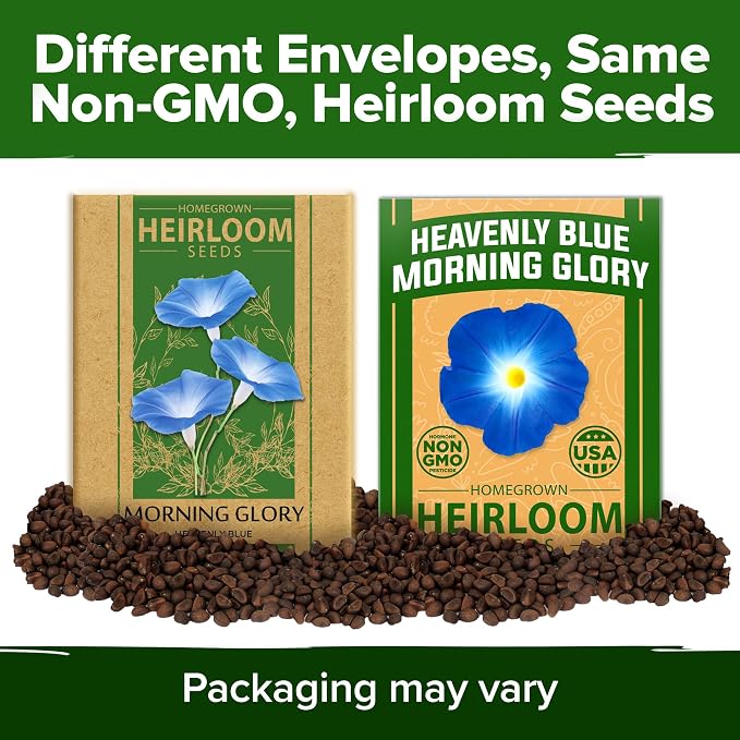 HOME GROWN Heavenly Blue Morning Glory - 150 Heirloom Seeds for Planting, Ideal for a Flower Garden that Attracts Pollinators and Birds (Ipomoea Tricolor)