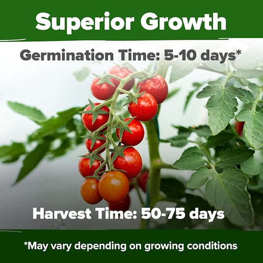 HOME GROWN Large Red Cherry Tomato Seeds 500+ Heirloom Non GMO Seeds for Planting, High Germination, Indeterminate, Sweet & Juicy Salad Tomatoes, Prolific Garden Crop, Homestead (Solanum lycopersicum)