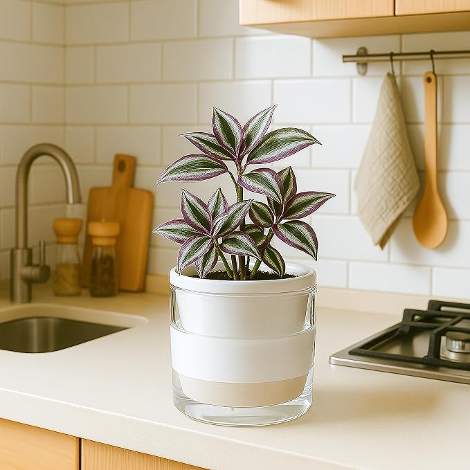 D'vine Dev 6 Inch Design Self Watering Planter for Indoor Plants, White Terracotta Pots with Cylinder Glass Cup, 37-X-B-2