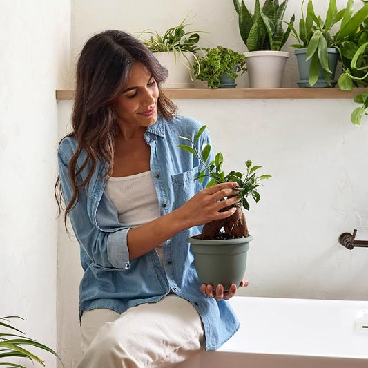 Bloem Ariana 6" Plastic Self-Watering Planter, Basil, 4-Pack | Self-watering disk at the bottom of each pot that acts as a water wick and reservoir for optimal plant health