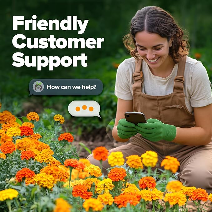 HOME GROWN Petite French Marigold Seeds 329+ Flower Seeds for Planting Outdoors Non GMO Easy to Grow Companion Plant & Quick Blooming Pollinator Heirloom Wildflower Seed (Tagetes patula)