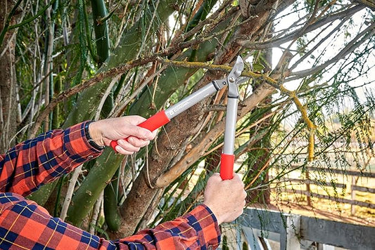 Corona BP 3225D Forged Steel ClassicCUT Bypass Hand Pruner - 3/4 inch Cut Capacity Stem and Branch Garden Shears, Red (Pack of 6)