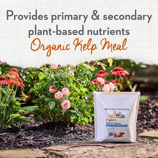 Whitney Farms Organic Kelp Meal 0.7-0.1-2 - Seaweed Fertilizer for Plants, Soil Conditioner for Vegetables, Flowers, Roses and Shrubs, 2 lb.