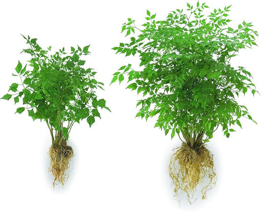Soil Moist Flower & Garden Plus Mycorrhizal Soil Additive