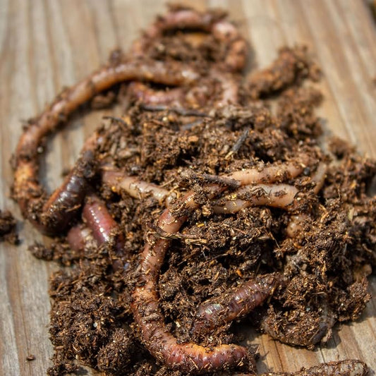 MAGIC Bait Worm Food – 24 oz Can | Nutrient-Rich Worm Feed for Healthy Nightcrawlers & Red Wigglers | Improves Bait Vitality for Fishing & Composting Worm Beds