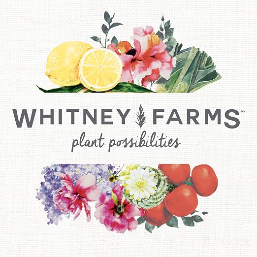 Whitney Farms Organic Potting Soil - Natural Indoor and Outdoor Container Mix, Organic Potting Soil for Vegetables, Herbs and Flowers, Feeds Plants up to 2 Months, 16 qt.