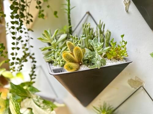 LaLaGreen Indoor Wall Planter (12in, 2 Pack) Black Self Watering Flower Pot | Large Geometric Hanging Vase Vessel with Metal Hanger, Modern Stylish Wall Mounted Succulent Pot Holder Decor