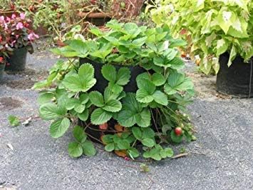 Smart Pots 1,000-Gallon Smart Pot Soft-Sided Container, Tan