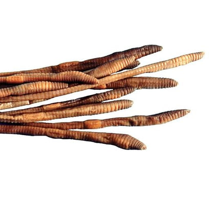 Earthworm Specimens for Dissection, Worm Dissection for Biology Classroom, Large 8-10 Inches, Vacuum Packed, 10 Pack, Preserved Earthworm Dissection Specimen, Made by Anatomy Lab | Worm Dissection for Biology Classroom, Large 8-10 Inches, Vacuum Packed...