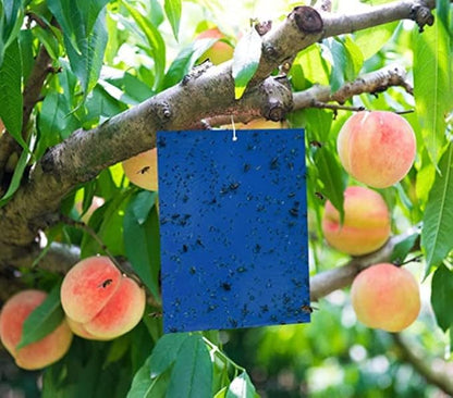 Seabright HGSLTLT Sticky Thrip Leafminer Trap, Pack of 5