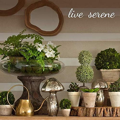 Serene Spaces Living Set of 12 Small Mango Wood Cachepot, Natural Wooden Pot for Faux Flowers & Plants, Potted Indoor Plants, Home, Office, Restaurant Decor, Measures 4.75" Diameter & 4.5" Tall
