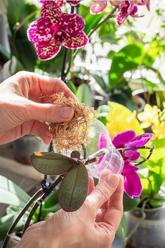 Better-Gro Premium Grade Orchid Moss - 100% Natural,Imported Sphagnum Moss for Orchids,Ferns,and Hostas,Excellent for Hanging Baskets and Propagating Plants - 190 Cubic Inches,(Pack of 12)