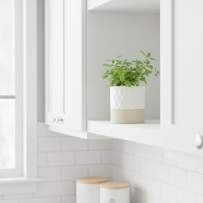 Nihow Self Watering Ceramic Plant Pot, 4.5 Inch, Cream White & Brown Net | Drainage Hole, Water Storage Plus, Indoor & Outdoor, Cylinder Flower Pot, For Herbs/Violets