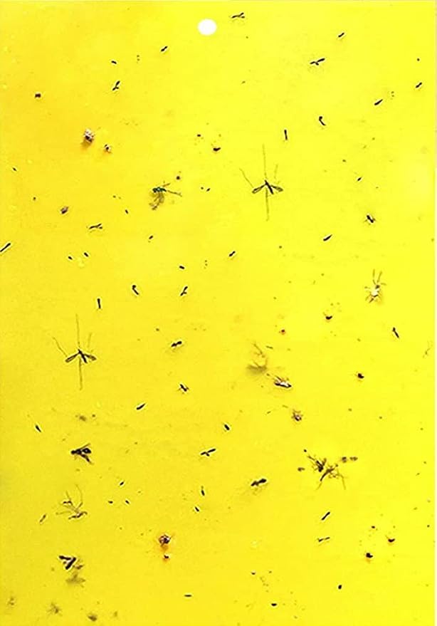 HGSLWFT 5 Count Sticky White Fly Trap (Pack of 5)
