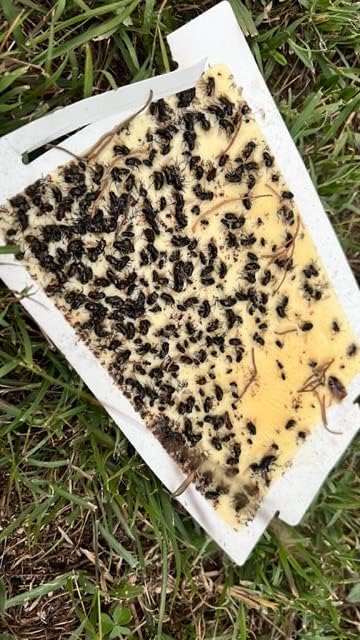 Trapper Max Glue Traps 72 Glue Boards Trap Mouse Bugs Insects Bed Bugs Spiders Cockroaches Non-Toxic, w