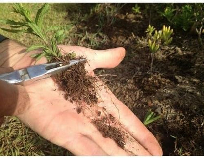 Lawn Jaws Original Shark Tooth Weed Puller Tool – Handheld Root Removal Weeder for Dandelion, Crabgrass & Broadleaf Weeds – Heavy Duty Garden Weeding Tool for Lawn Care, Landscaping & Summer Gardening