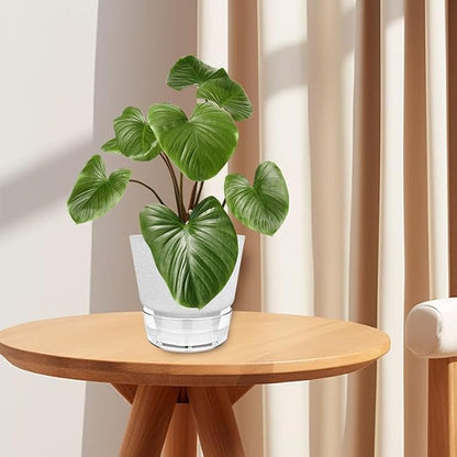 Plant Pots - 6" Orchid Pot, 5 Pack Orchid Pots with Holes - Self Watering Pots for Indoor Plants - Plant Pots with Drainage Hole and Tray Saucer (Frosted Gray)