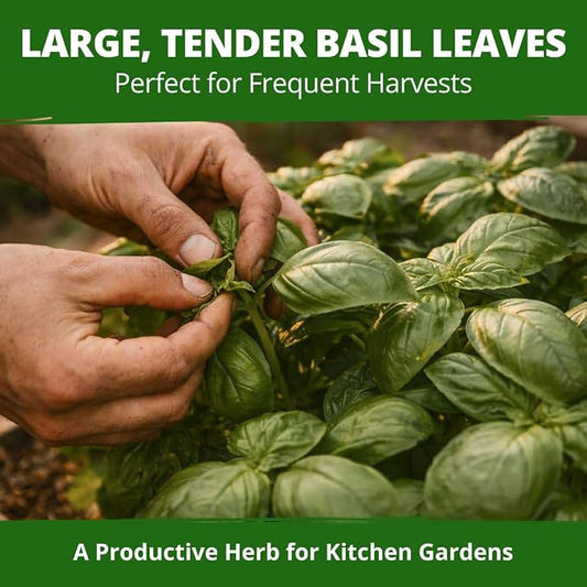 HOME GROWN Non GMO Italian Basil Seeds Bulk Pack 1,424 Sweet Large Leaf Basil Seeds for Planting and Heirloom Herb Seeds for Planting Indoors or Outdoors (Ocimum basilicum)