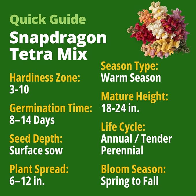 HOME GROWN Snapdragon Seeds Tetra (0.3g) – 2000 Tall Flower Seeds to Plant Outside - Vibrant Perennial Snapdragons Mixed Colors - Cut Flower Seeds for Gardens, Borders, Bouquets (Antirrhinum majus)
