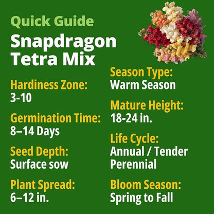 HOME GROWN Snapdragon Seeds Tetra (0.3g) – 2000 Tall Flower Seeds to Plant Outside - Vibrant Perennial Snapdragons Mixed Colors - Cut Flower Seeds for Gardens, Borders, Bouquets (Antirrhinum majus)