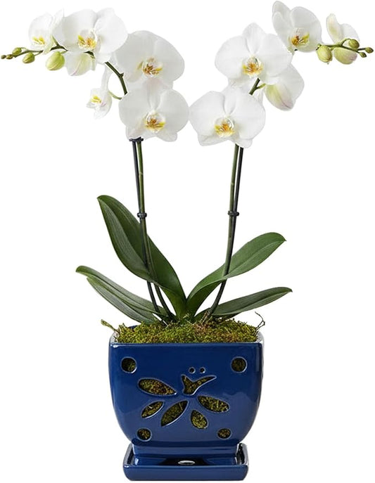 Orchid Pots with Holes Square Ceramic Orchid Planter Pots 5.7 inch (Blue)
