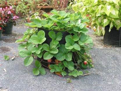 Smart Pots 10020 Smart Pot Soft-Sided Container, Black,20-Gallon