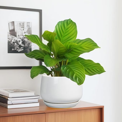 G EPGardening Ceramic Pots for Plants - 7 Inch Planter for Indoor Plants, Round Flower Pots with Drainage and Saucer, Modern Outdoor Planter, Garden Decor, Home Gifts, White